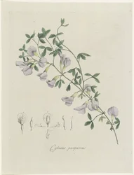 Purperen brem
Cytisus purpureus (título sobre o objecto)