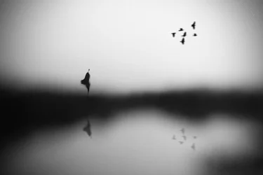 Reflexão sobre as Aves Serenas