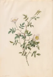 Brier Bush Rose ou cão Rosa Rosa Sepium Rosea, 1817-1824.