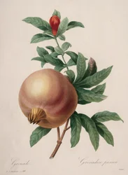 Escolha das flores mais bonitas ... frutas mais bonitas: Granada, 1827.