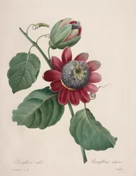 Escolha das flores mais bonitas ... frutas mais bonitas: Maracujá alado, 1827.