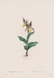 Os lírios: Cypripedium calceolus, 1802-1816.