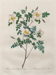 Les Roses: Candolleana Elegans rosa, 1817-1824.