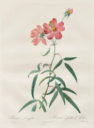 As rosas: Rosa Longifolia, 1817-1824.