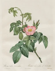 Les Roses: Rosa Villosa Terebenthina, 1817-1824.