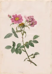 Rosa Colloniana Monsoniana, 1817-1824.