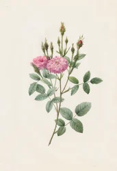 Rosa Pomponiana Muscosa, 1817-1824.