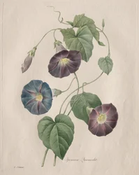 Glória das estrelas Glória da manhã, 1827.