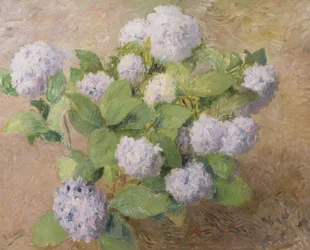 Hortênsias azuis