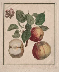 Maçã com folha e flor de fruta