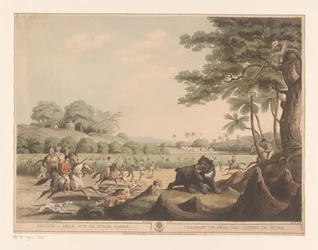 Caça ao urso na Índia