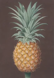 O Pinho de Antigua Verde com Folhas Lisas, 1807.