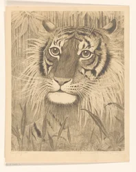 Cabeça de um tigre