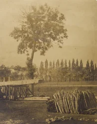 [Paisagem com fardos de troncos de árvores cortadas].