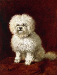 Um Poodle,