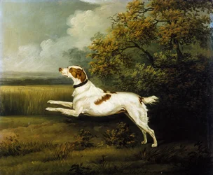 Um Springer Spaniel numa Paisagem