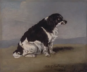 Spaniel da Duquesa de York