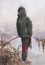 Cockatoo Preto Australiano de cauda vermelha (aguarela e cor de corpo sobre papel)