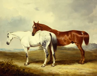 Cavalos de carruagem no pasto
