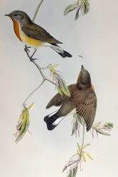 Apanhador de moscas de peito vermelho (Ficedula parva), de Aves da Grã-Bretanha