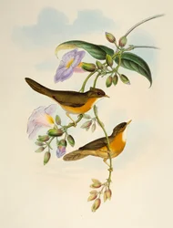 Tawny-bellied Babbler (Dumetia hyperythra), litografia de Birds of Asia