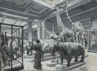 Vista interna do Museu Britânico mostrando a galeria com exposições de animais, c.1880
