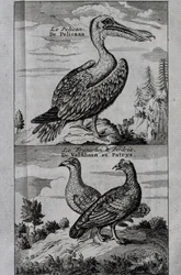 Pelican, Hazel grouse e Partridge, gravura de Voyage feita para Hudson
