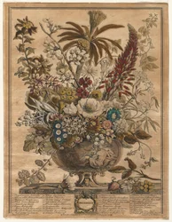 Doze meses de flores: dezembro de 1730.