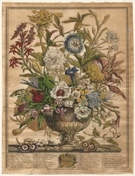 Doze Meses de Flores: Setembro, 1730.
