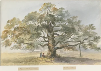 Blithfield - Carvalho Mendigo: pintura a cores de água, 1844