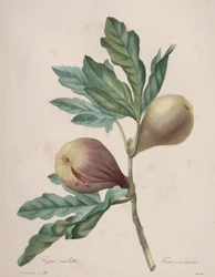 Escolha das flores mais bonitas... das frutas mais bonitas: Figo Violeta