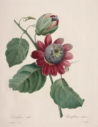 Escolha das mais belas flores... mais belas frutas: Passiflore ailee