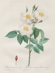 As Rosas: Rosa Damascena, subalba