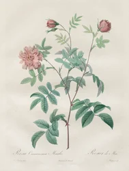 Les Roses: Rosa canela