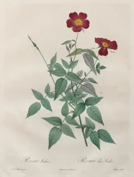 As Rosas: Rosa indica