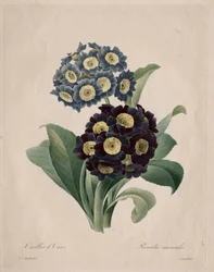 Primula aurícula
