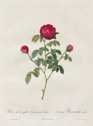Provence ou rosa francesa