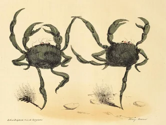 Dança Fantástica de La Caricature, pub. 1831 litografia, 1831.
