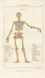Esqueleto humano com código de cores - Vista anterior