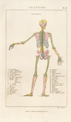 Esqueleto humano com código de cores - Vista posterior