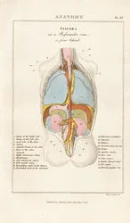 Vísceras humanas em vista posterior