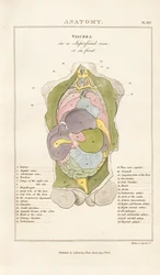 Órgãos internos do corpo humano - Vista anterior
