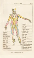 Musculatura do corpo humano - Vista anterior