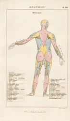 Musculatura do Corpo Humano - Vista Posterior