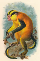 Erzlebens Genon, 1897