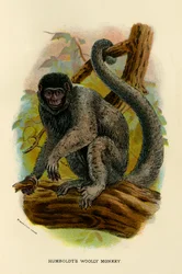 Macaco lanoso de Humboldts, 1896