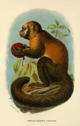 Capuchinho de cabeça lisa, 1896
