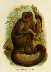 O Capuchinho Bonneted, 1896
