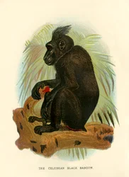 O babuíno-preto de Celebes, 1896