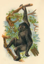 O gorila, 1897